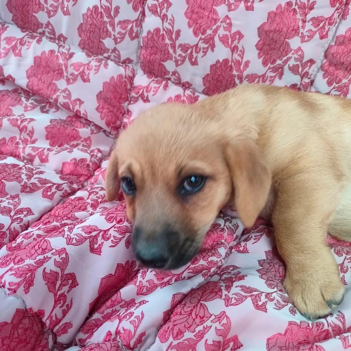 Alba znalazła dom, puppy Mixed Breed for adoption at Fundacja Psi Grosz, Warszawa