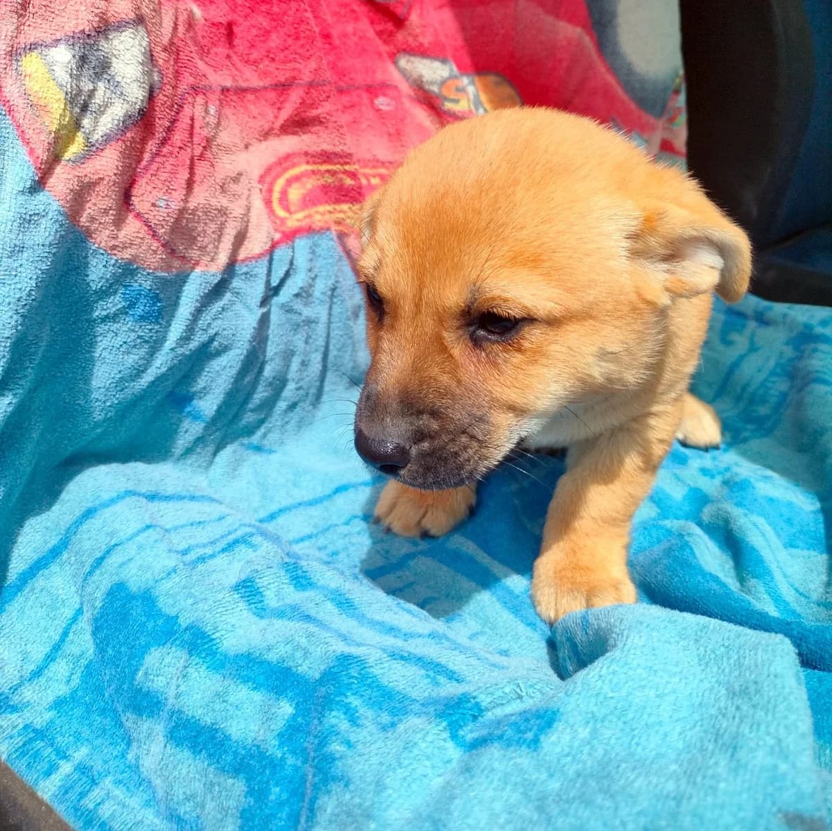 Czika, puppy Mixed Breed for adoption at Fundacja Psi Grosz, Warszawa