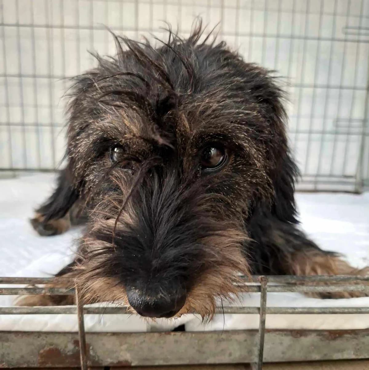 Baka, Mixed Breed for adoption at Fundacja Psi Grosz, Warszawa