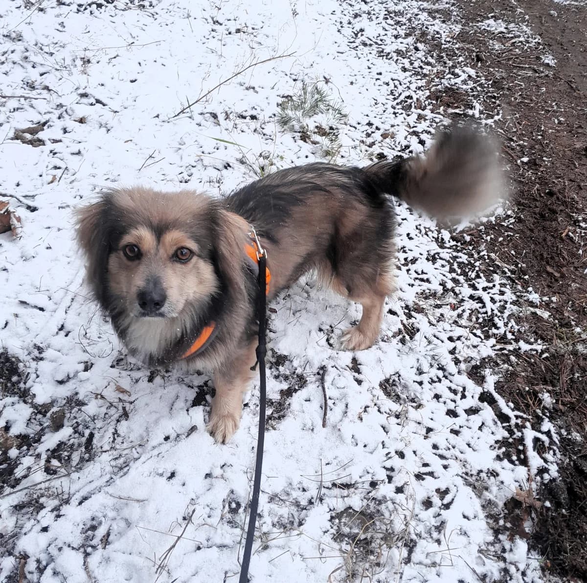 Lola szuka domu, Mixed Breed for adoption at Fundacja Psi Grosz, Warszawa