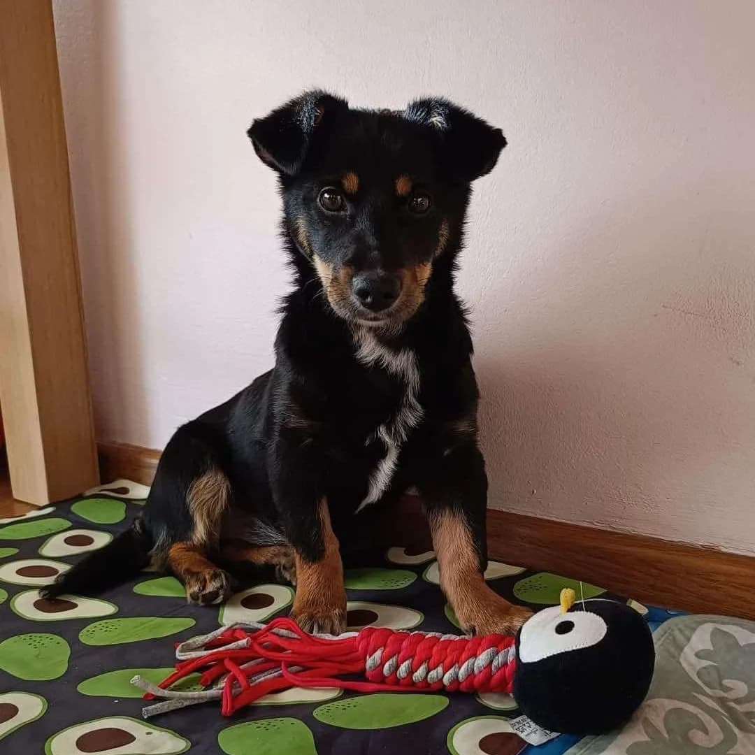 Kami, Mixed Breed for adoption at Fundacja Psi Grosz, Warszawa