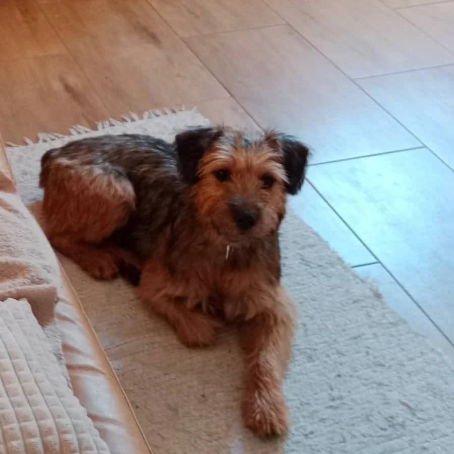 Muppet, Mixed Breed for adoption at Fundacja Psi Grosz, Warszawa