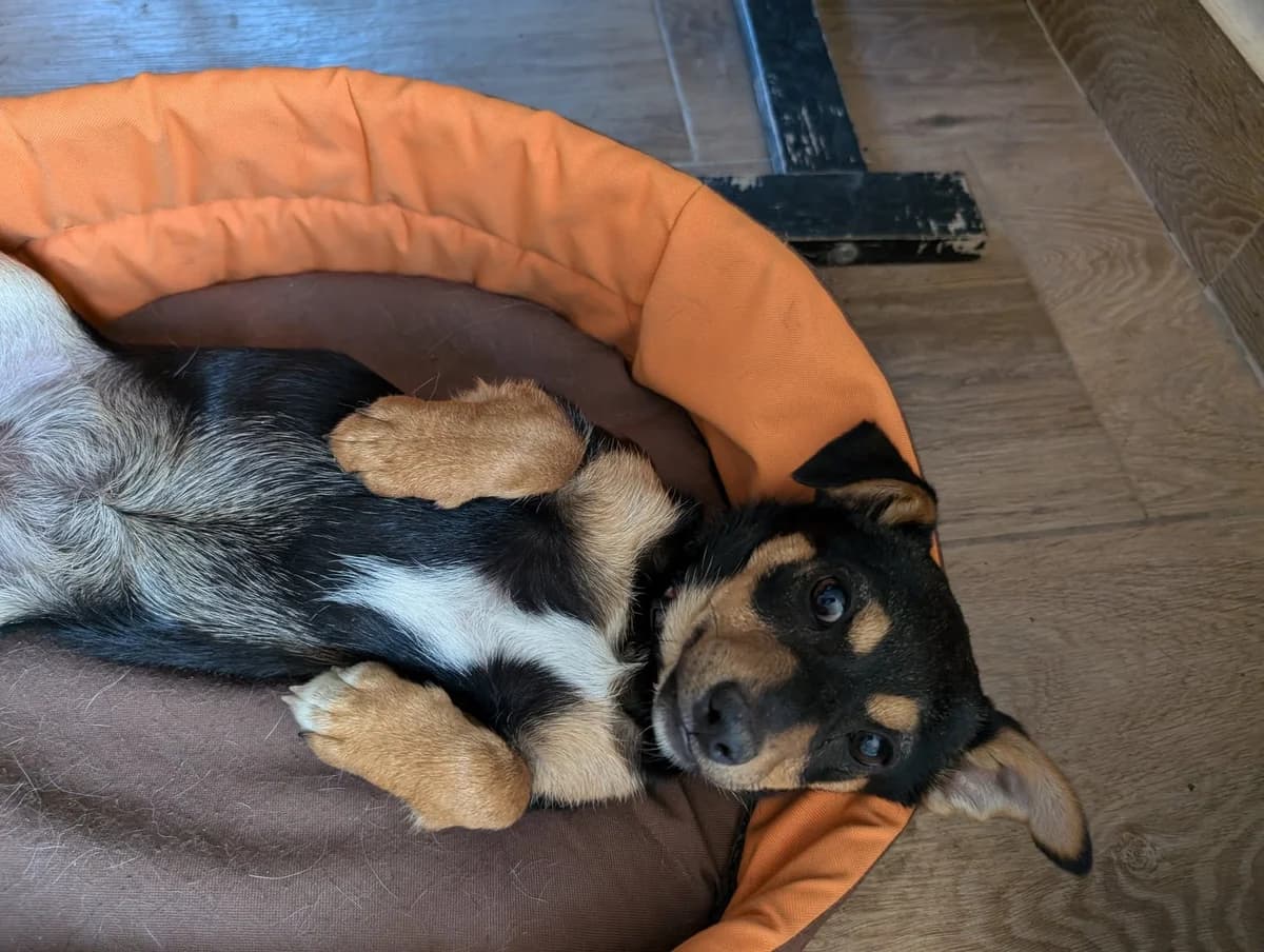 Sisi, puppy Mixed Breed for adoption at Fundacja Psi Grosz, Warszawa