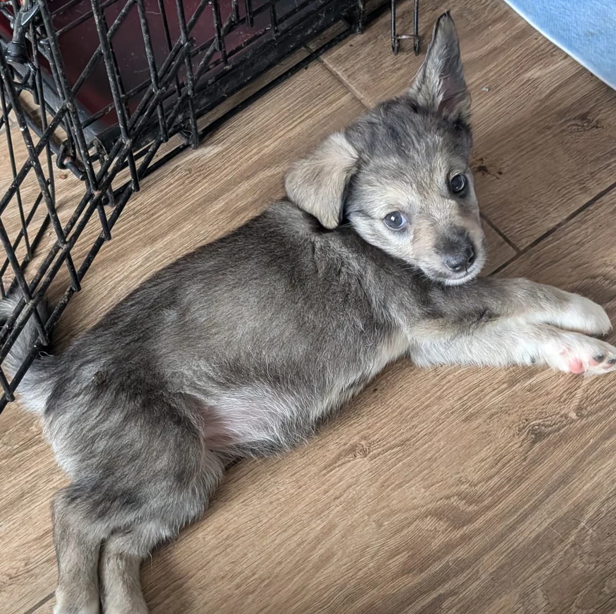 Piętka, puppy Mixed Breed for adoption at Fundacja Psi Grosz, Warszawa