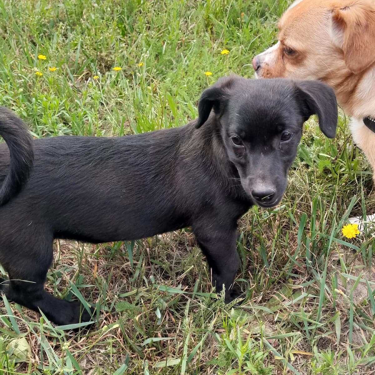 Celi, puppy Mixed Breed for adoption at Fundacja Psi Grosz, Warszawa