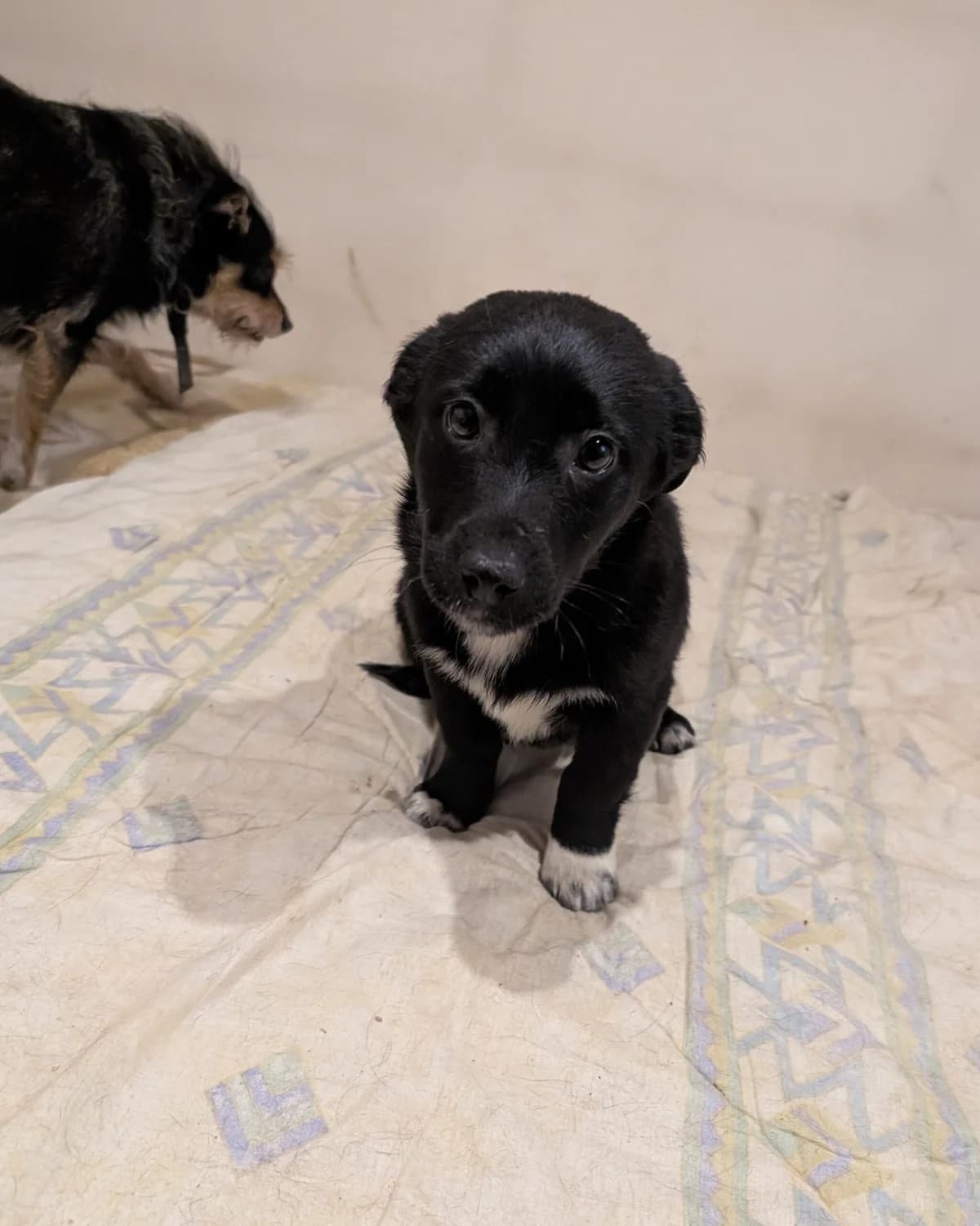 𝐃𝐚𝐢𝐬𝐲, Mixed Breed for adoption at Fundacja Psi Grosz, Warszawa