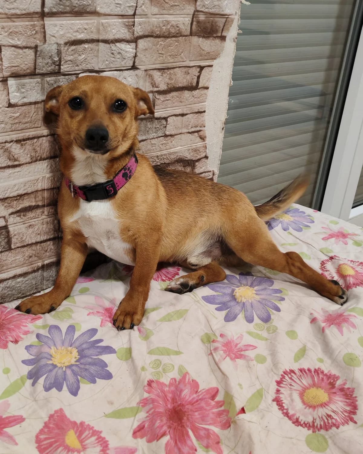 Muffin, Mixed Breed for adoption at Fundacja Psi Grosz, Warszawa