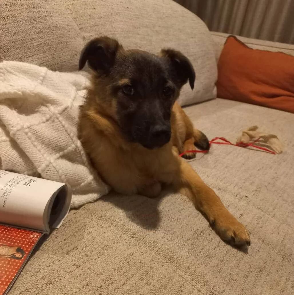 Rudi, Mixed Breed for adoption at Fundacja Psi Grosz, Warszawa