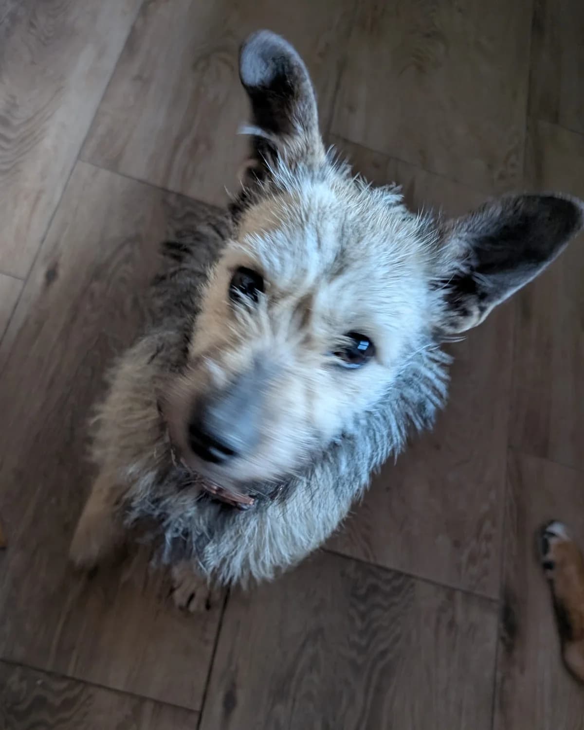 Kiki do adopcji, Mixed Breed for adoption at Fundacja Psi Grosz, Warszawa