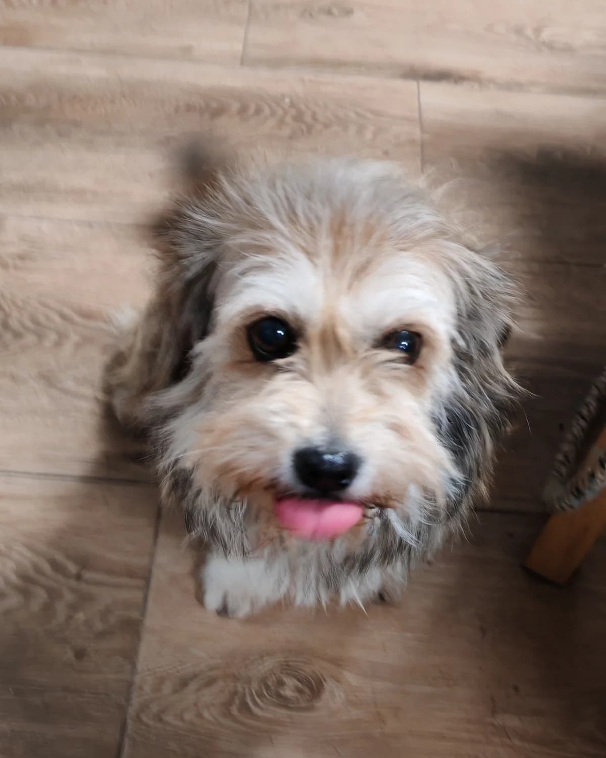 Lalka do Adopcji, senior Mixed Breed for adoption at Fundacja Psi Grosz, Warszawa