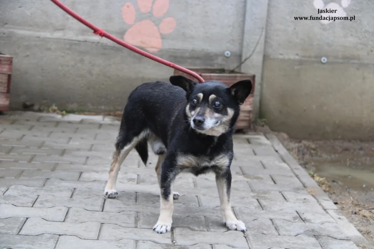 Jaskier, male mixed breed for adoption at Fundacja Przyjaciele Braci Mniejszych