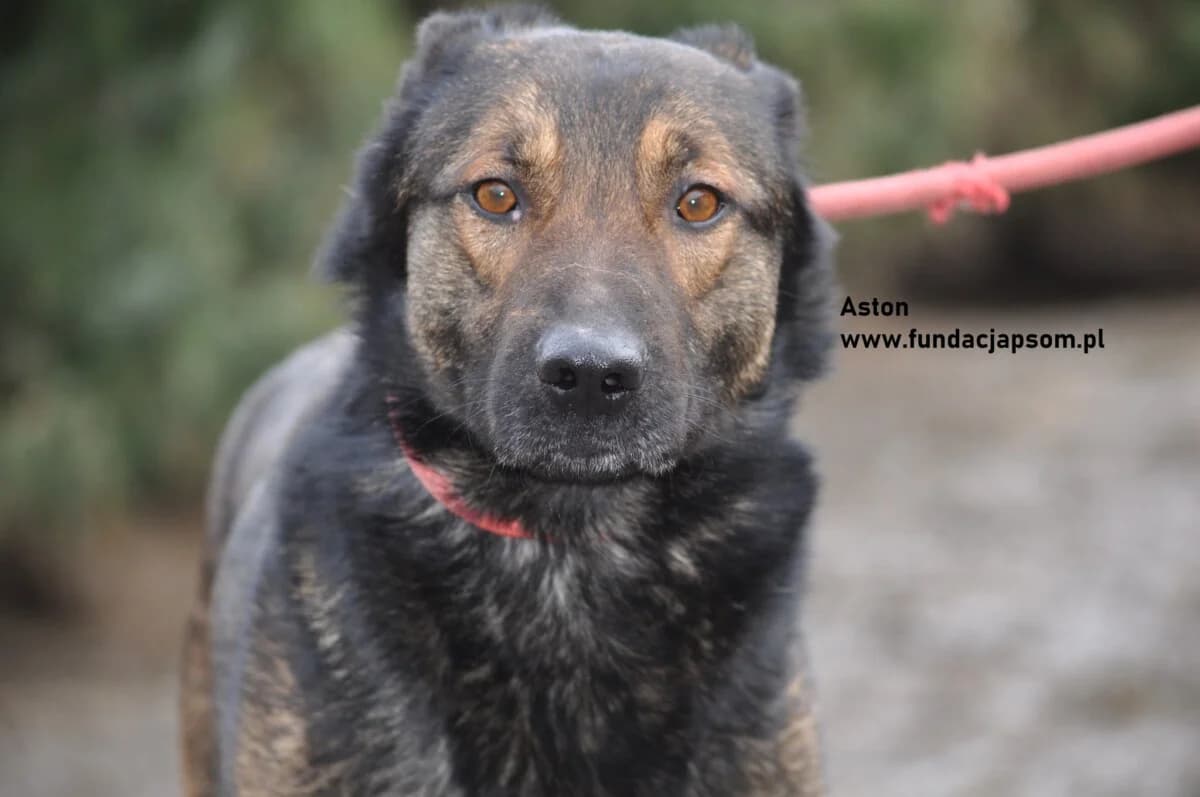 Aston, male mixed breed for adoption at Fundacja Przyjaciele Braci Mniejszych
