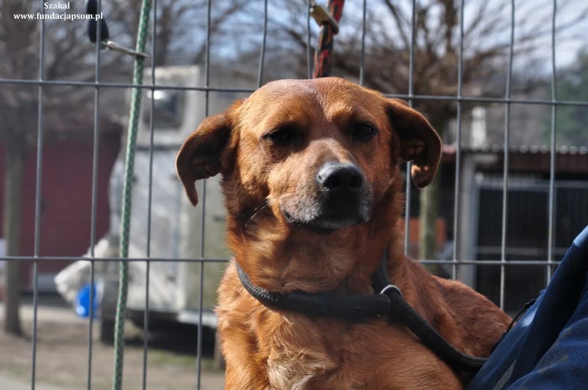 Szakal, male mixed breed for adoption at Fundacja Przyjaciele Braci Mniejszych