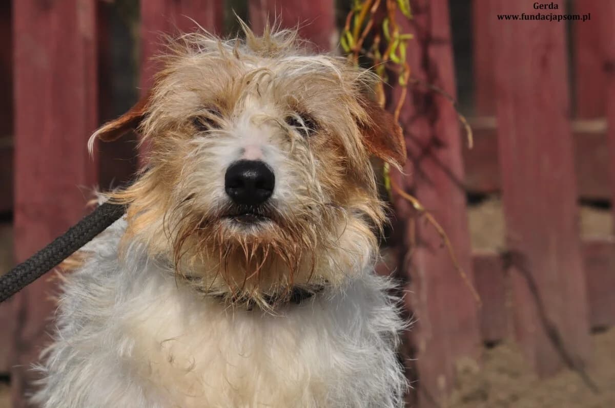Gerda, female mixed breed for adoption at Fundacja Przyjaciele Braci Mniejszych