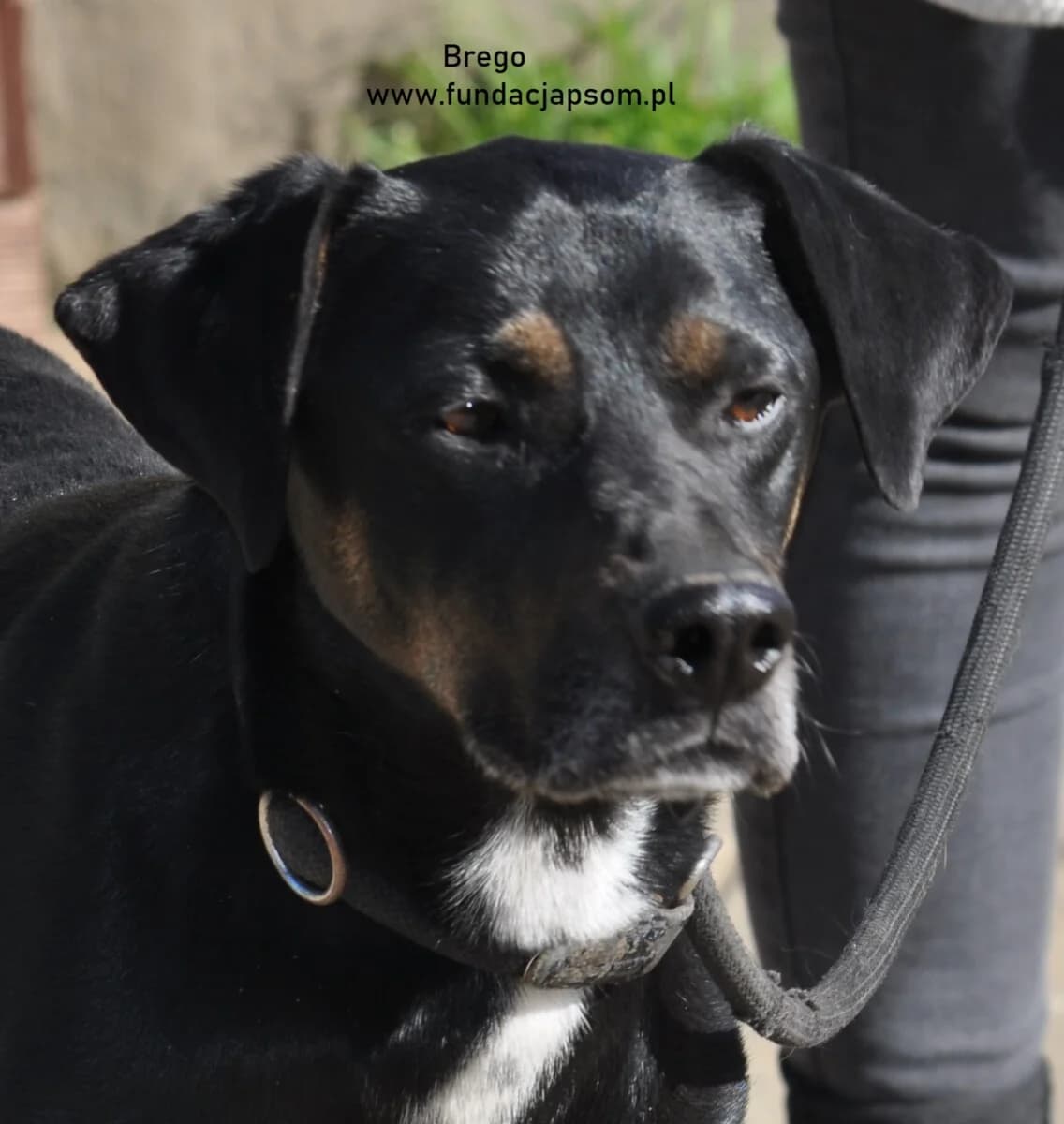 Brego, male mixed breed for adoption at Fundacja Przyjaciele Braci Mniejszych