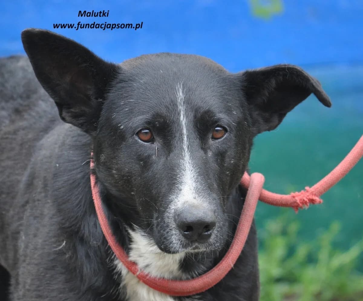 Malutki, male mixed breed for adoption at Fundacja Przyjaciele Braci Mniejszych