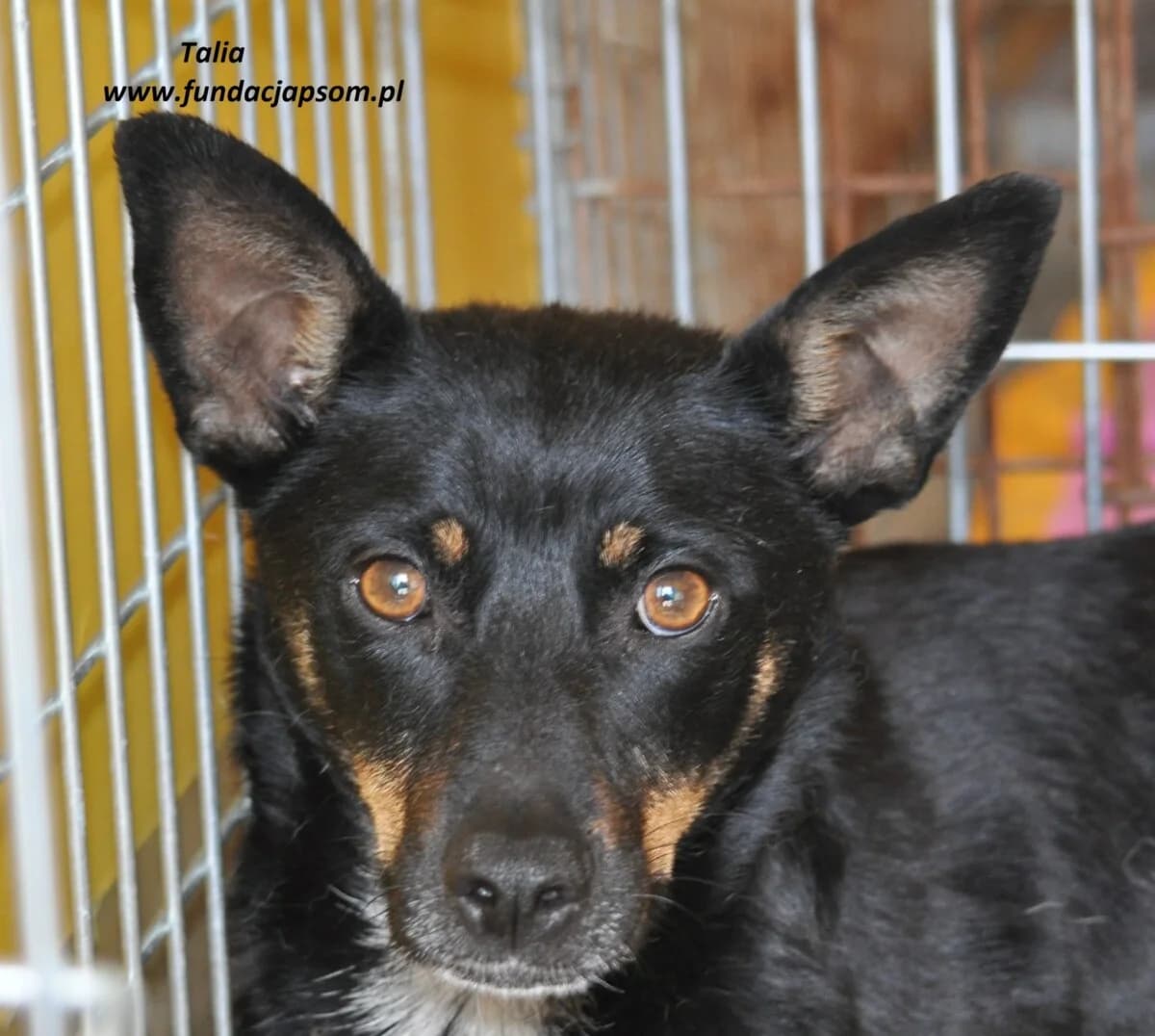 Talia, female mixed breed for adoption at Fundacja Przyjaciele Braci Mniejszych