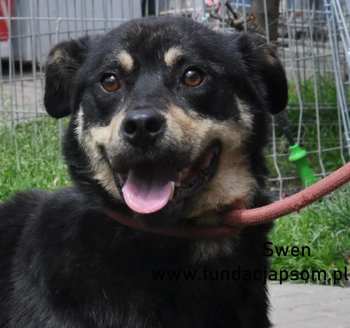 Swen, male mixed breed for adoption at Fundacja Przyjaciele Braci Mniejszych