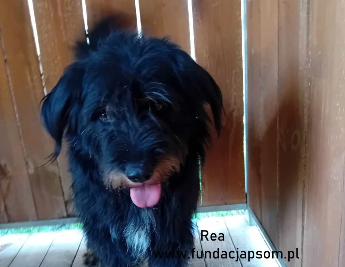 Rea, female mixed breed for adoption at Fundacja Przyjaciele Braci Mniejszych