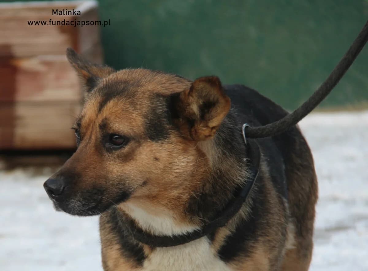 Malinka, female mixed breed for adoption at Fundacja Przyjaciele Braci Mniejszych