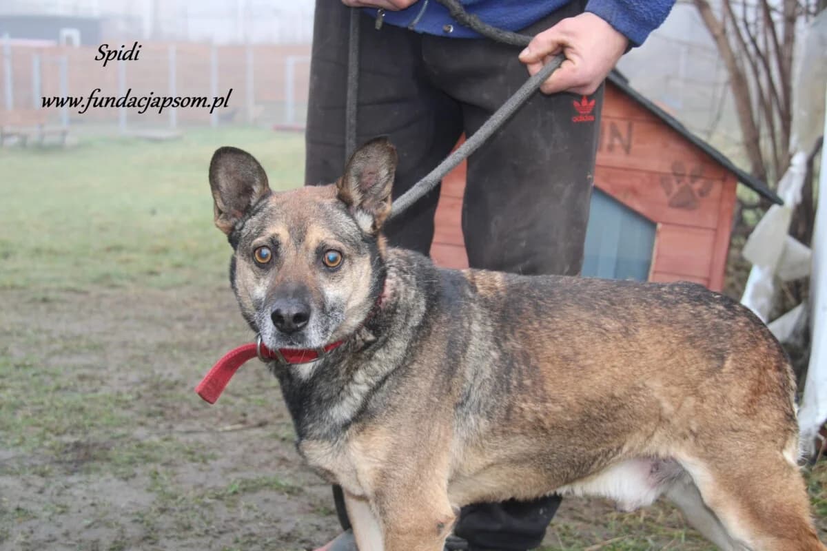 Spidi, male mixed breed for adoption at Fundacja Przyjaciele Braci Mniejszych