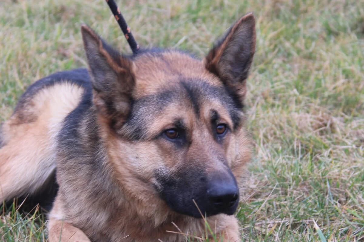 Graf, male mixed breed for adoption at Fundacja Przyjaciele Braci Mniejszych