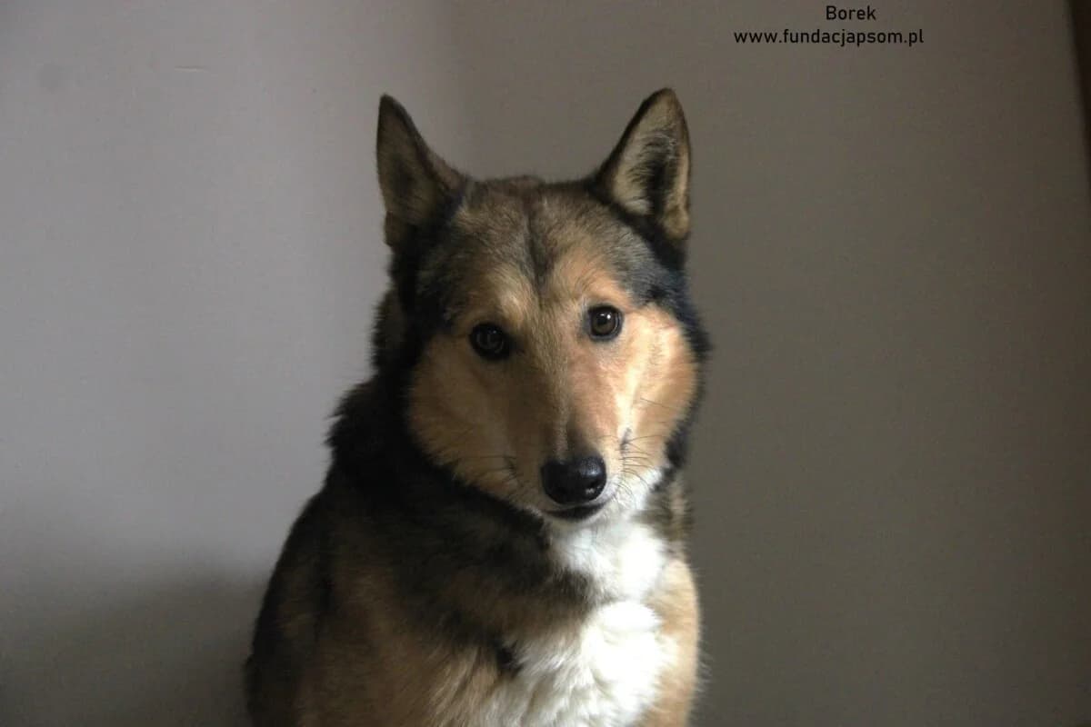 Borek, male mixed breed for adoption at Fundacja Przyjaciele Braci Mniejszych