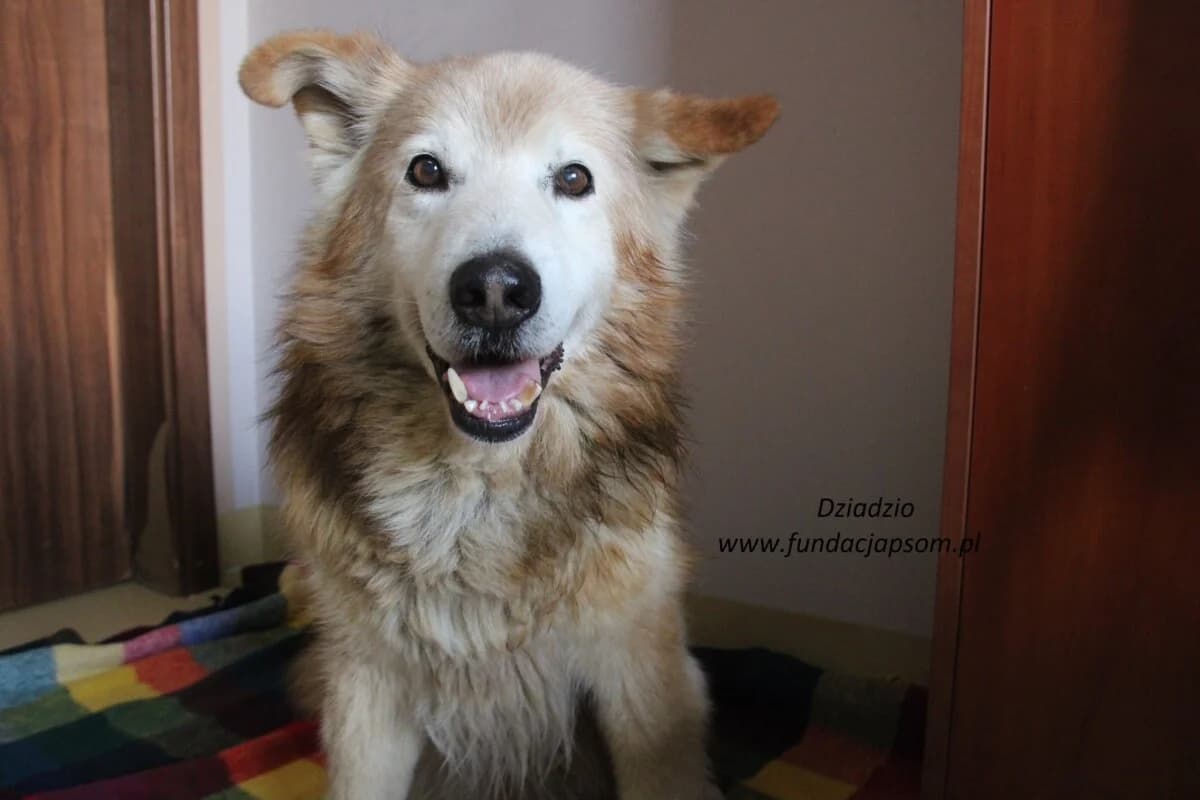 Dziadzio, male mixed breed for adoption at Fundacja Przyjaciele Braci Mniejszych