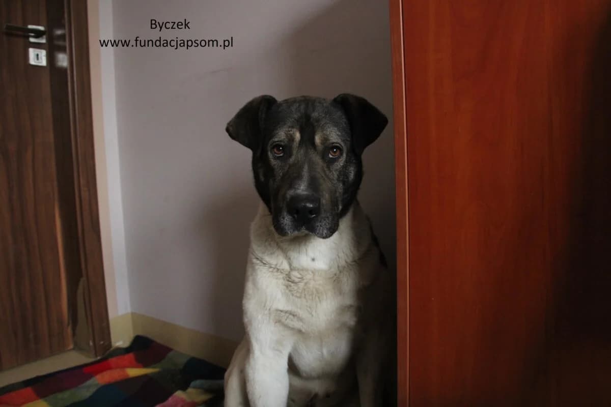 Byczek, male mixed breed for adoption at Fundacja Przyjaciele Braci Mniejszych