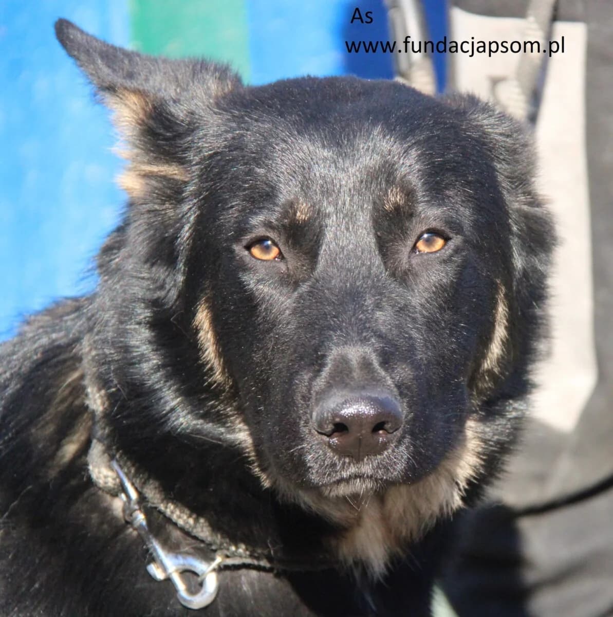 As, male puppy mixed breed for adoption at Fundacja Przyjaciele Braci Mniejszych