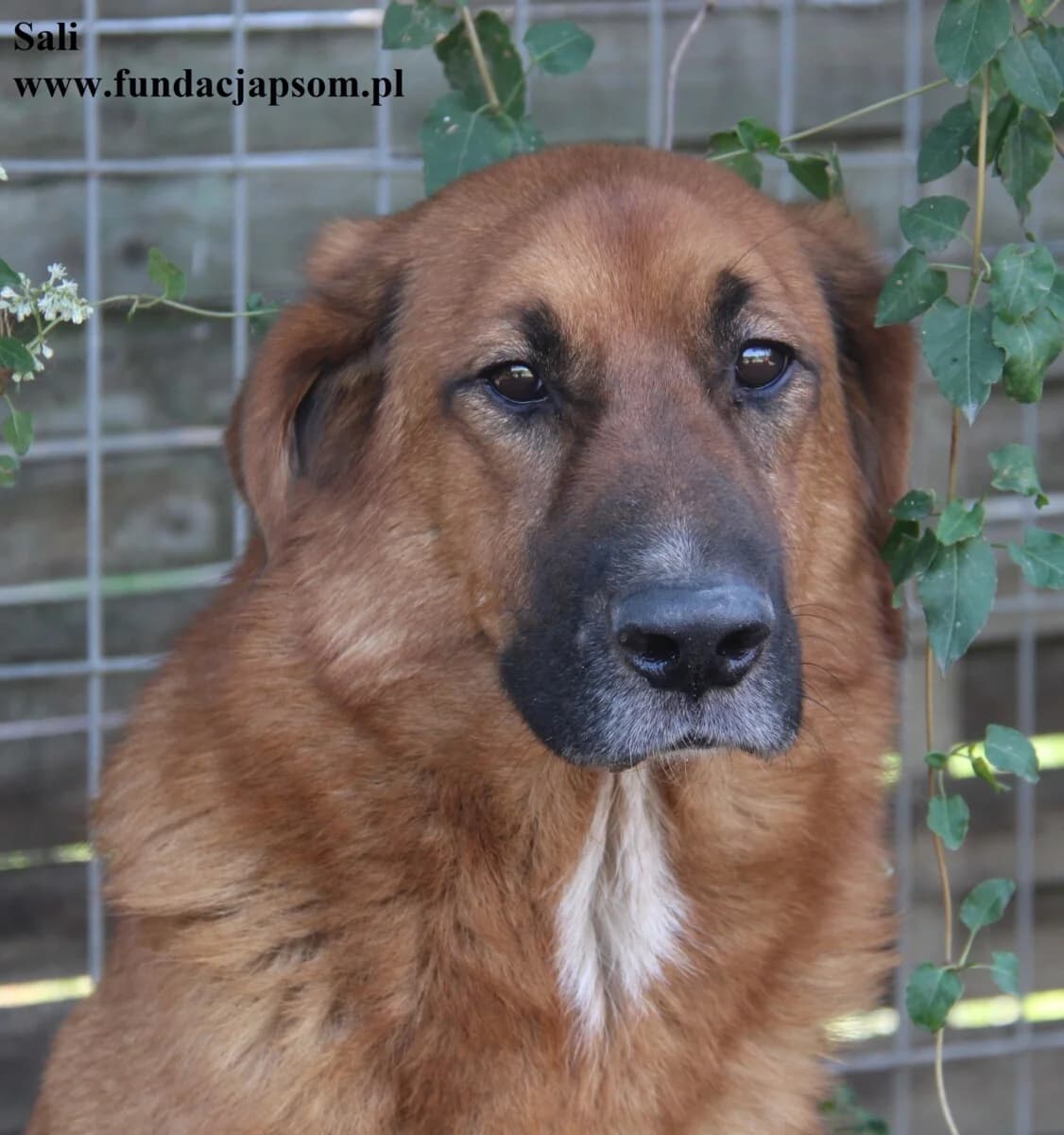 Sali, Mixed Breed for adoption at Fundacja Przyjaciele Braci Mniejszych