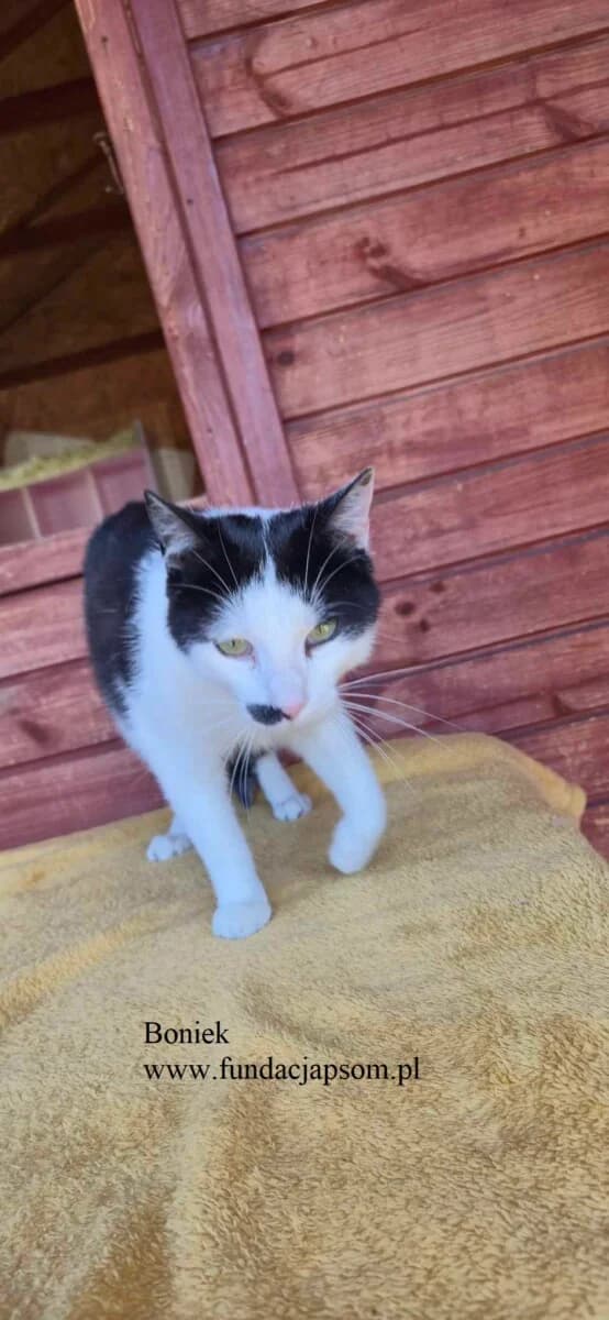 Boniek, male Mixed Breed Cat for adoption at Fundacja Przyjaciele Braci Mniejszych