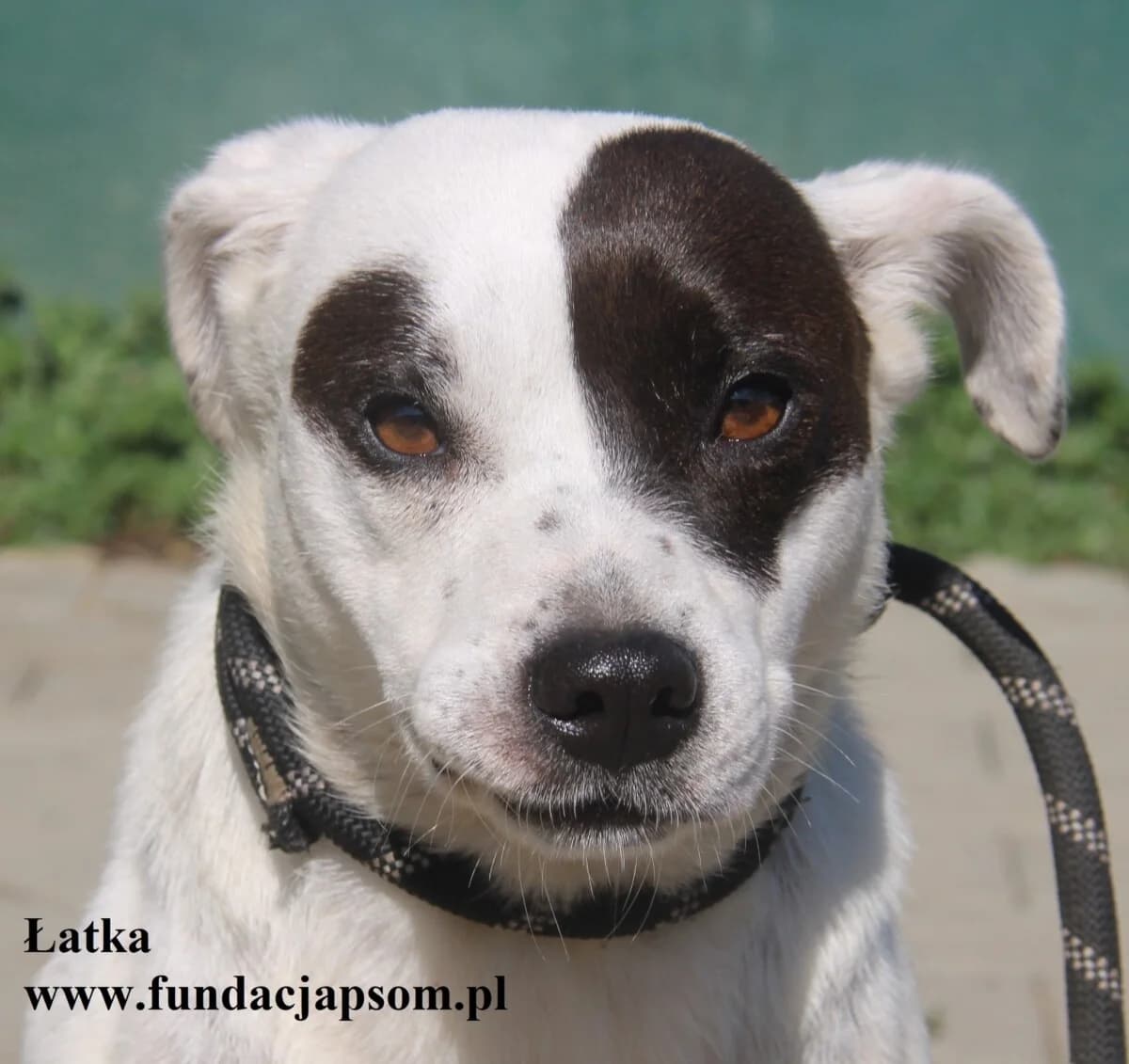 Łatka, female mixed breed for adoption at Fundacja Przyjaciele Braci Mniejszych