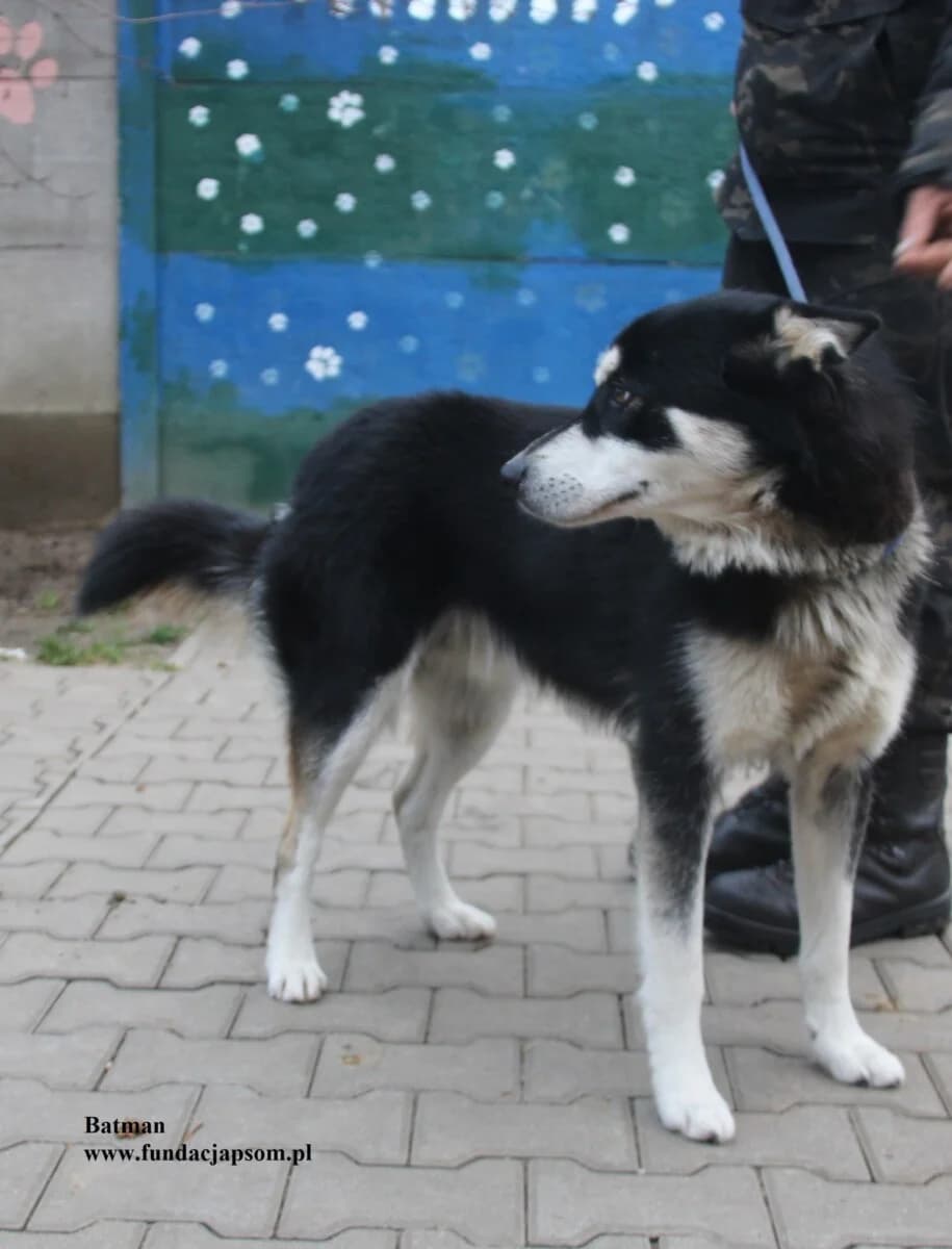 Batman, male mixed breed for adoption at Fundacja Przyjaciele Braci Mniejszych