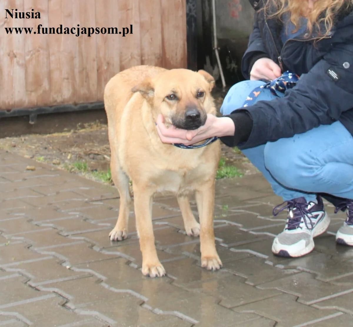 Niusia, female mixed breed for adoption at Fundacja Przyjaciele Braci Mniejszych