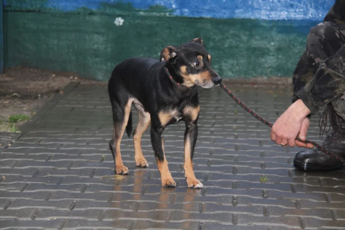 Apis, male mixed breed for adoption at Fundacja Przyjaciele Braci Mniejszych