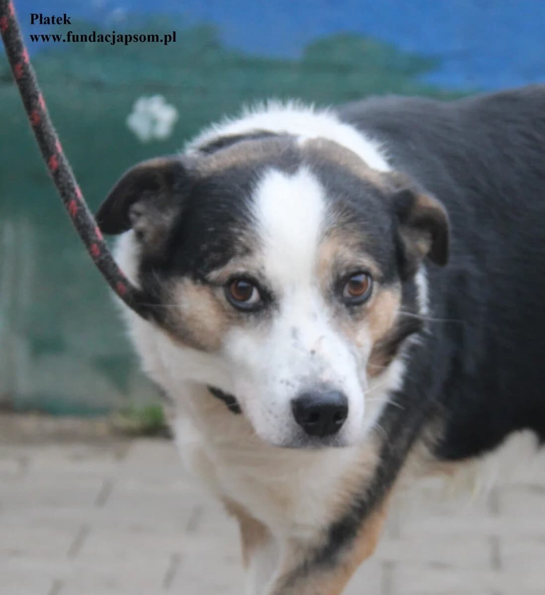 Płatek, male mixed breed for adoption at Fundacja Przyjaciele Braci Mniejszych