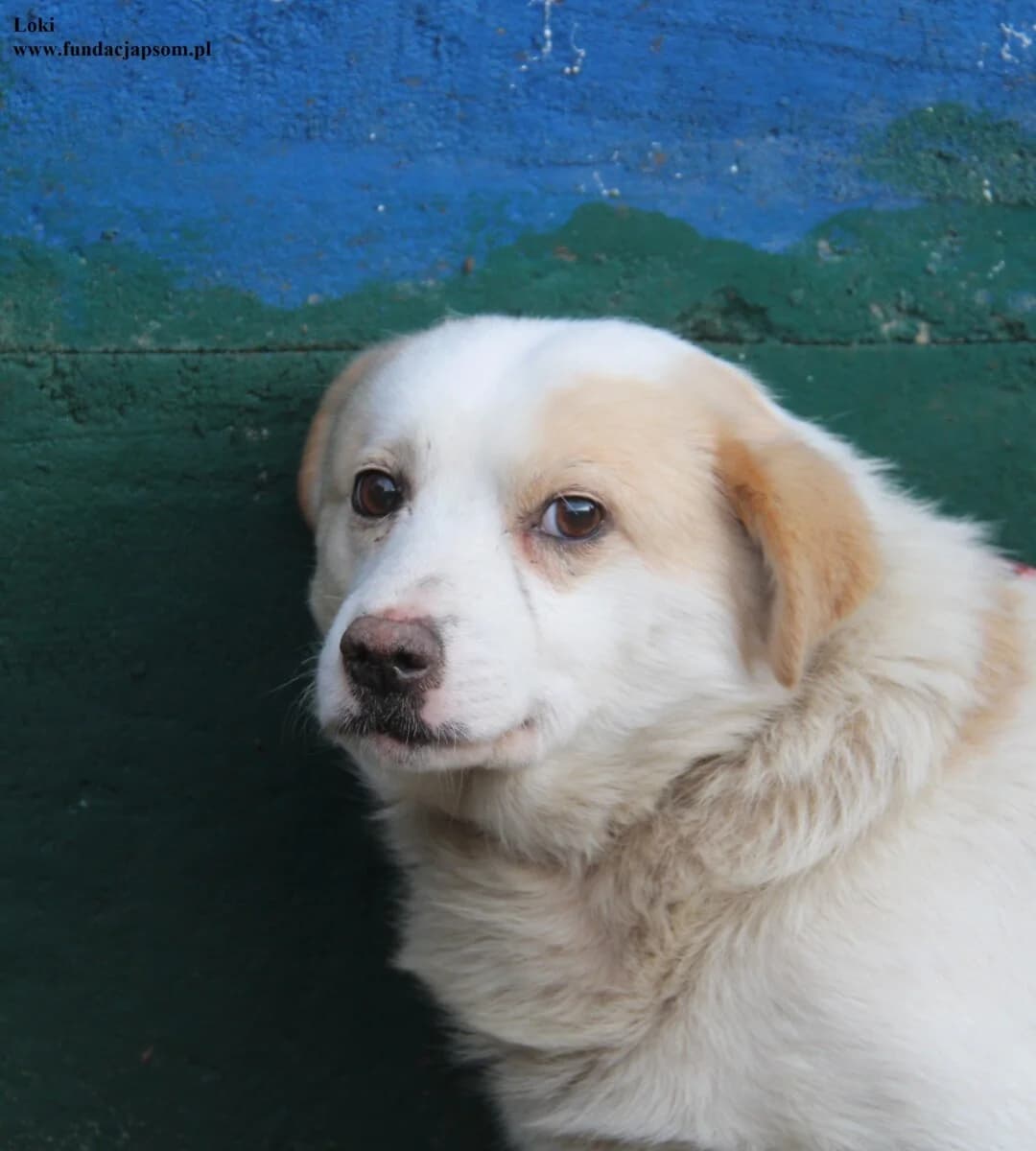 Loki, male mixed breed for adoption at Fundacja Przyjaciele Braci Mniejszych
