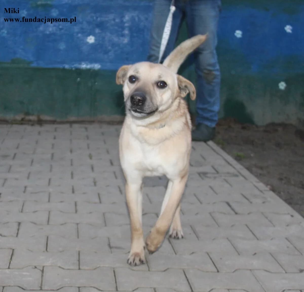 Miki, male mixed breed for adoption at Fundacja Przyjaciele Braci Mniejszych