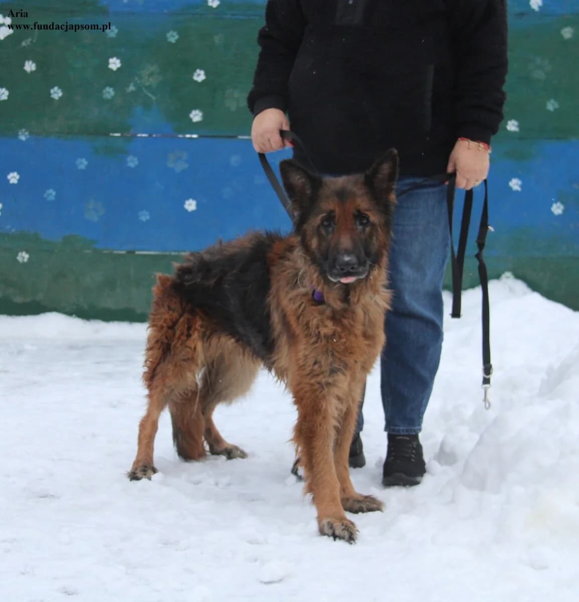 Aria, female mixed breed for adoption at Fundacja Przyjaciele Braci Mniejszych