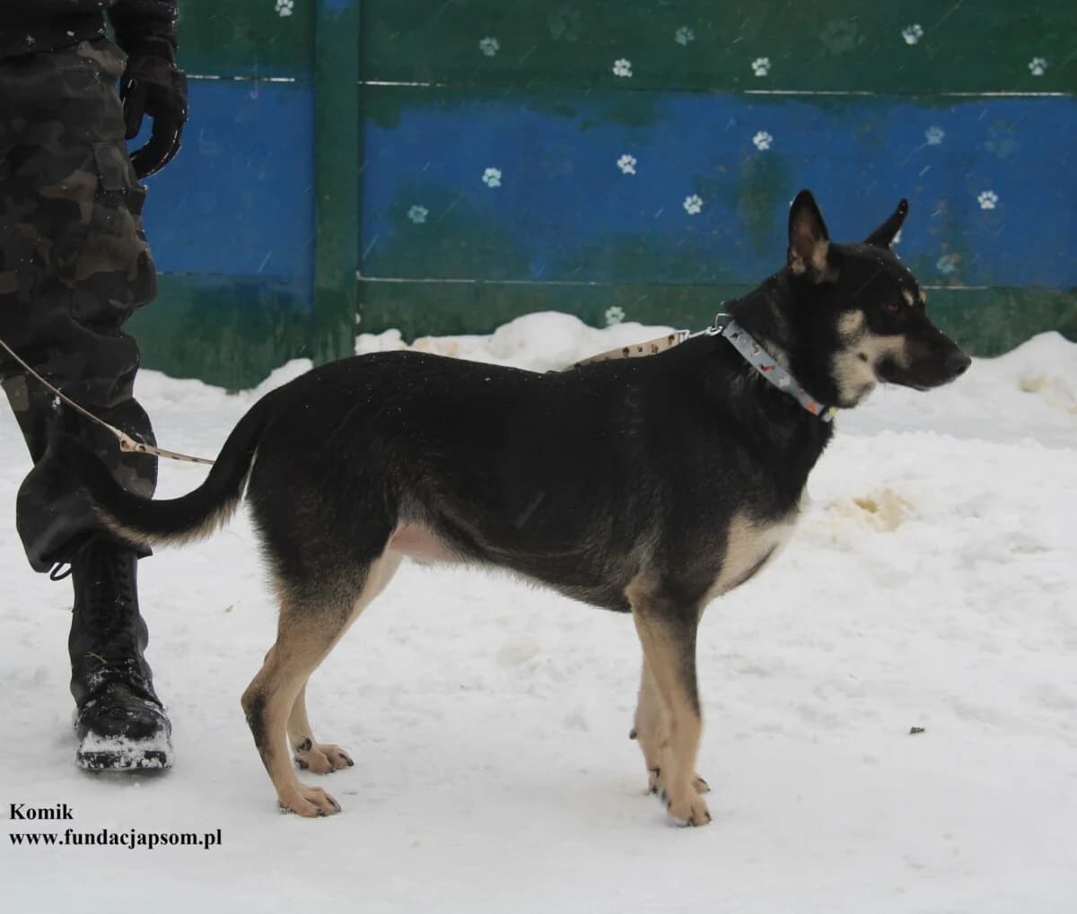 Komik, male mixed breed for adoption at Fundacja Przyjaciele Braci Mniejszych
