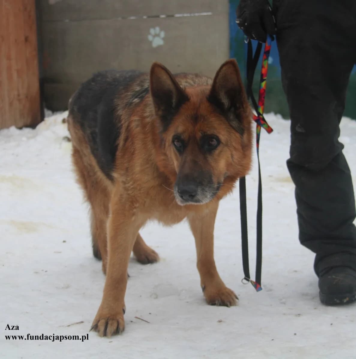 Aza, female mixed breed for adoption at Fundacja Przyjaciele Braci Mniejszych