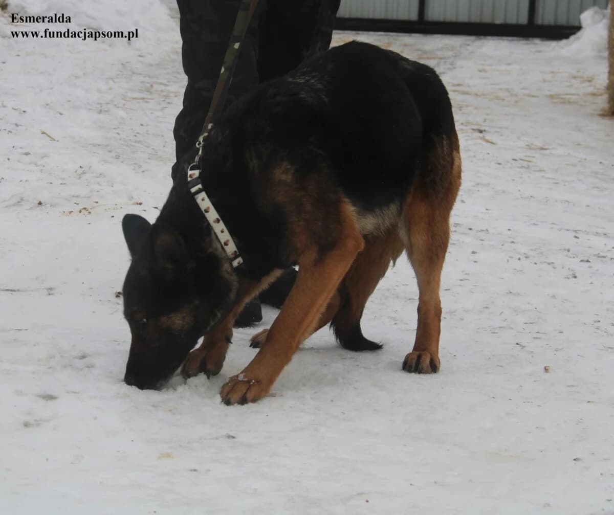 Esmeralda, female mixed breed for adoption at Fundacja Przyjaciele Braci Mniejszych