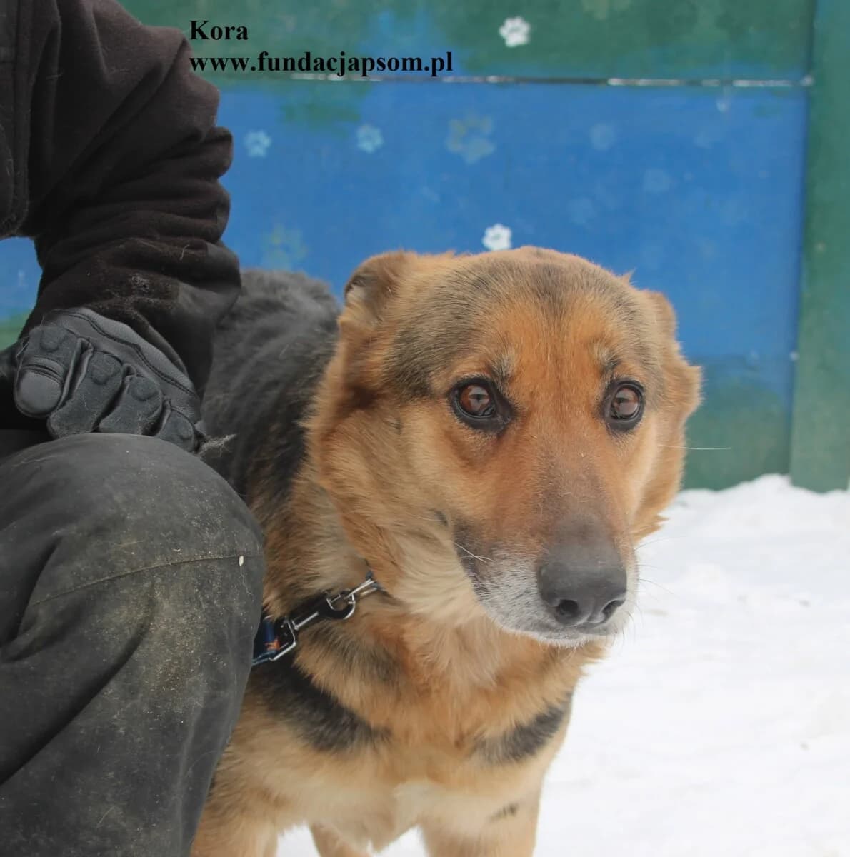 Kora, female mixed breed for adoption at Fundacja Przyjaciele Braci Mniejszych