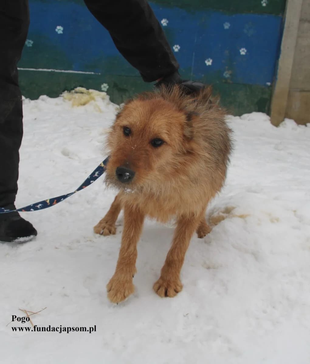Pogo, male mixed breed for adoption at Fundacja Przyjaciele Braci Mniejszych