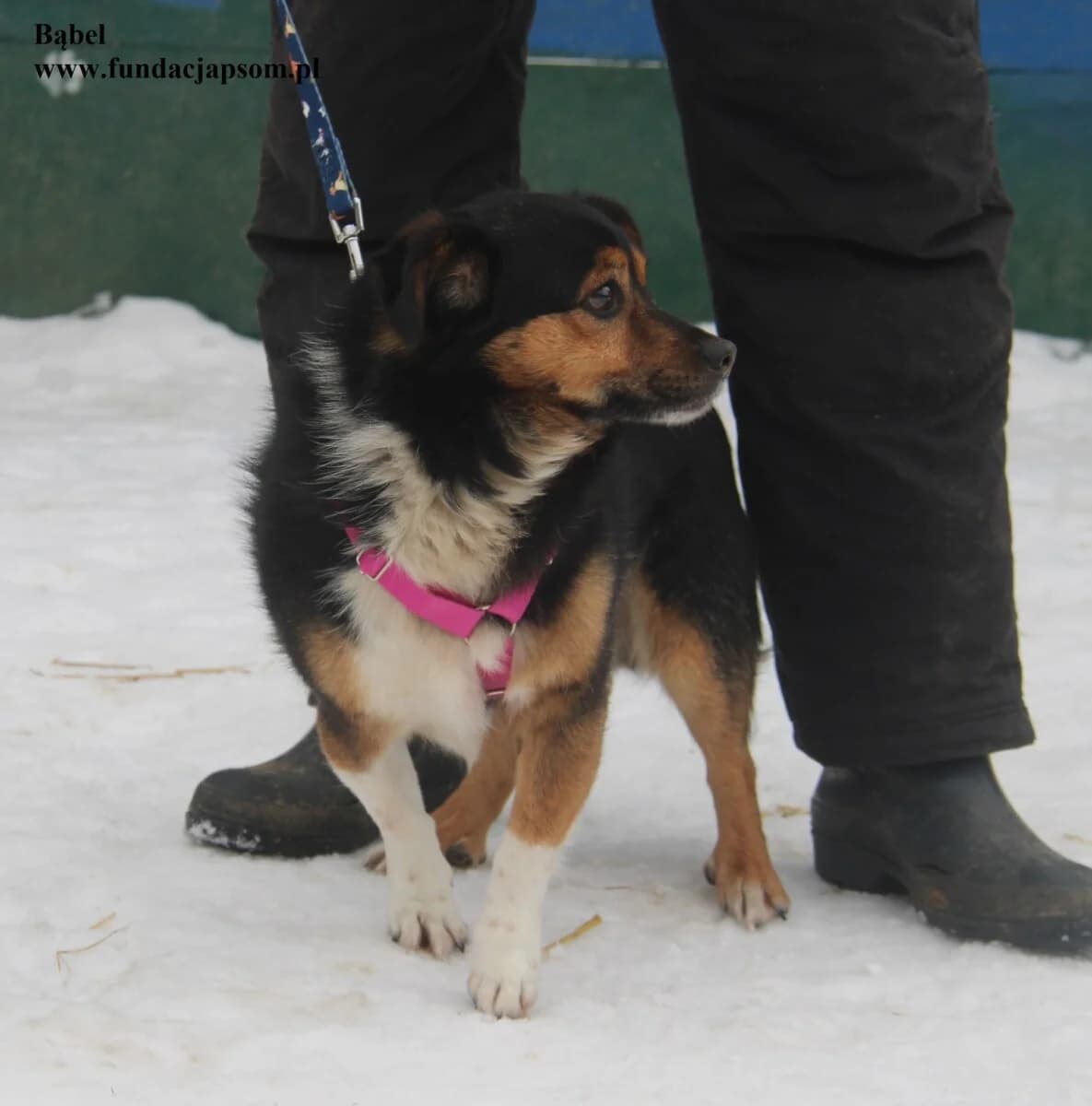 Bąbel, male mixed breed for adoption at Fundacja Przyjaciele Braci Mniejszych