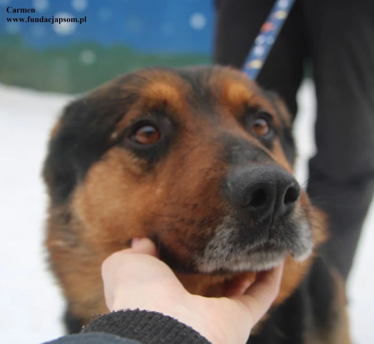 Carmen, male mixed breed for adoption at Fundacja Przyjaciele Braci Mniejszych