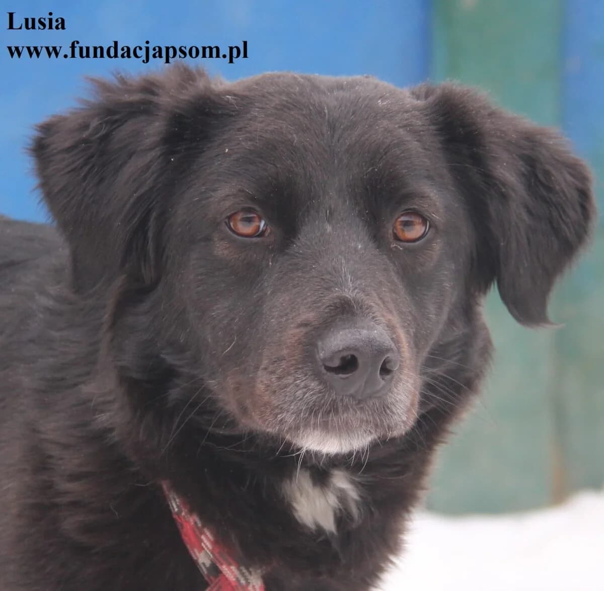 Lusia, female mixed breed for adoption at Fundacja Przyjaciele Braci Mniejszych