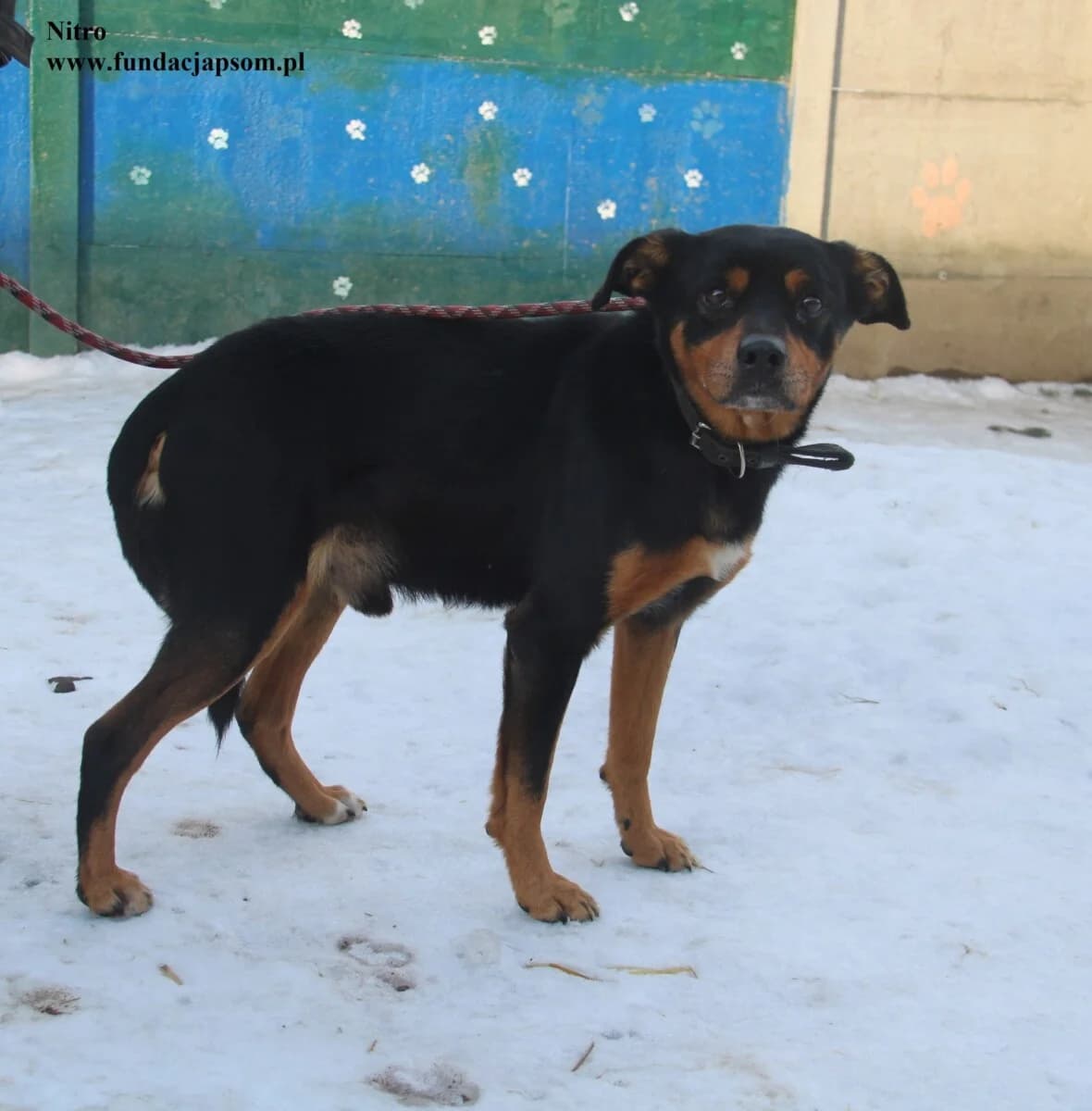 Nitro, male mixed breed for adoption at Fundacja Przyjaciele Braci Mniejszych