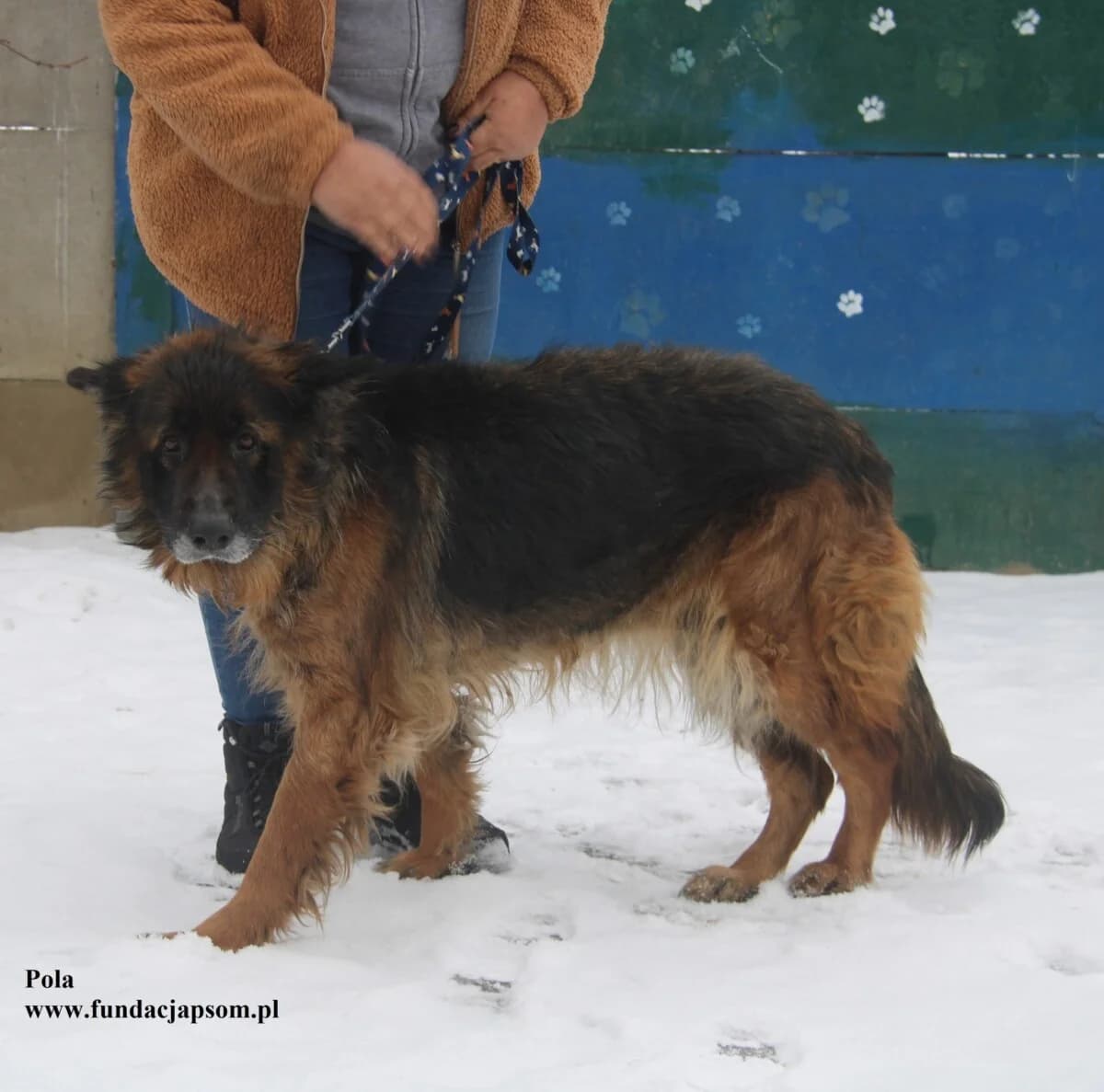 Pola, female mixed breed for adoption at Fundacja Przyjaciele Braci Mniejszych